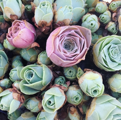 Picture of Global Rare Mountain Rose Succulent flores SeedS - 15 Pcs SeedS/