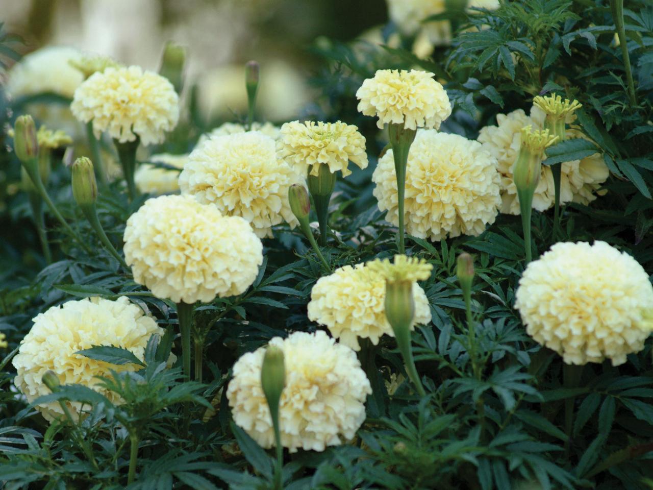 Picture of All Season White colour African Marigold Flower 20pcs Seeds