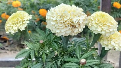 Picture of All Season White colour African Marigold Flower 20pcs Seeds