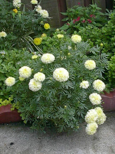 Picture of All Season White colour African Marigold Flower 20pcs Seeds