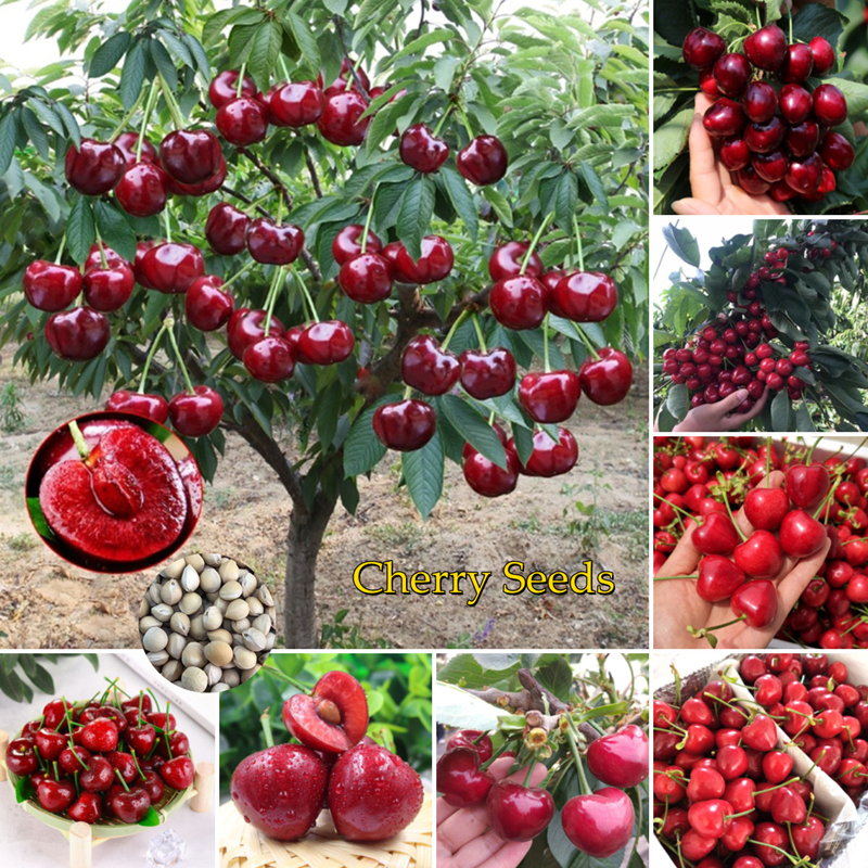 Picture of 5 Pcs Giant Japanese Sweet Cherry Fruit Seeds