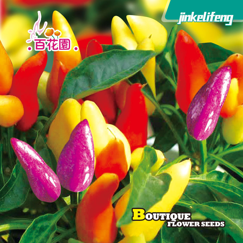 Picture of Global Pelvic Pepper Seed Colorful Ornamental Pepper Seeds - 100pcs