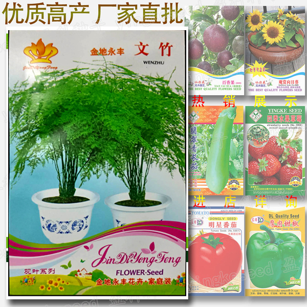 Picture of Global Asparagus Setaceus Ornamental Plant Seeds - 5pcs (Imported Packet)