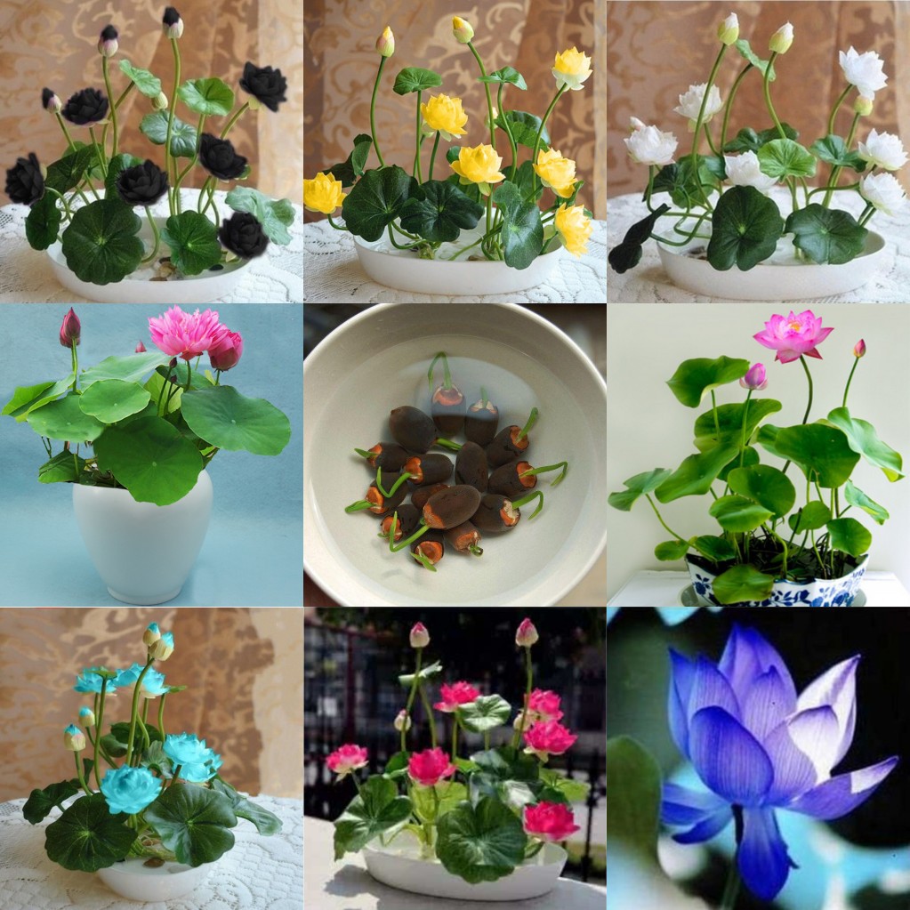 Picture of All Season Five Colour Bonsai Lotus Flower - 5 Pcs SeedS