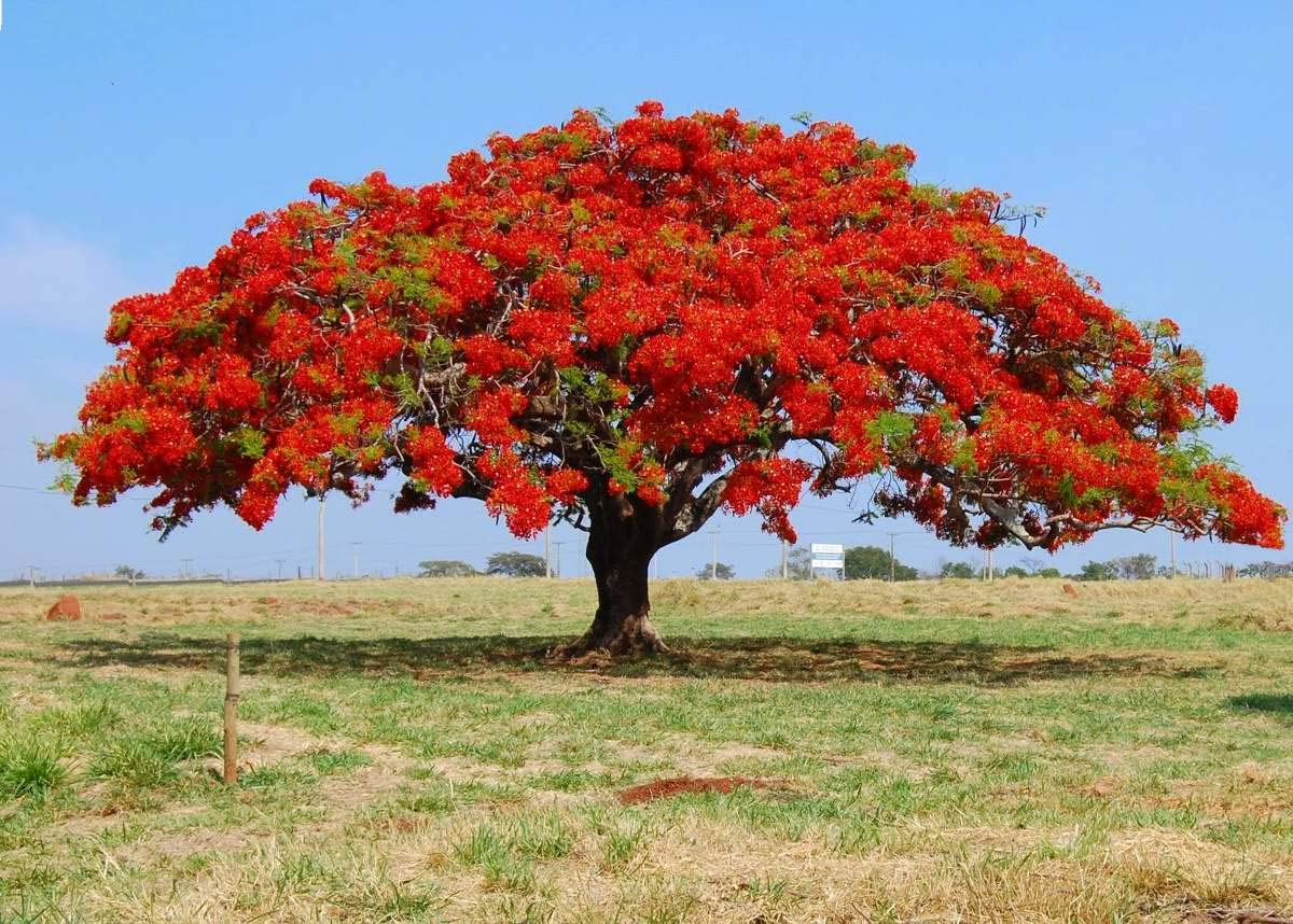 Picture of Krisnochura Flower Tree Seeds -10 Pieces