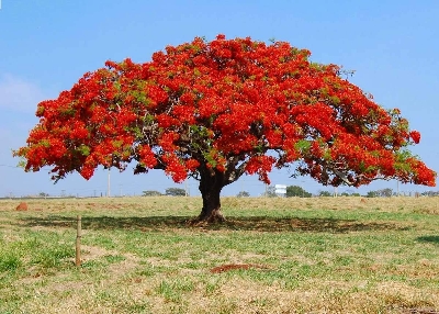 Picture of Krisnochura Flower Tree Seeds -10 Pieces
