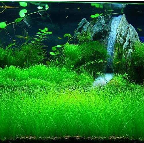 Picture of Global Aquarium Grass Seeds - 300+Pcs seeds