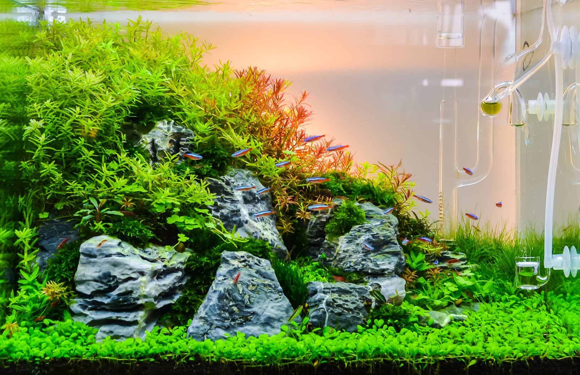Picture of Global Aquarium Grass Seeds - 300+Pcs seeds