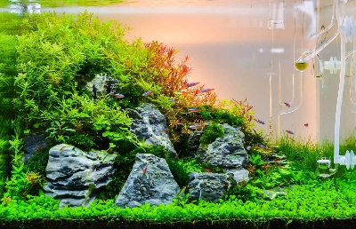 Picture of Global Aquarium Grass Seeds - 300+Pcs seeds