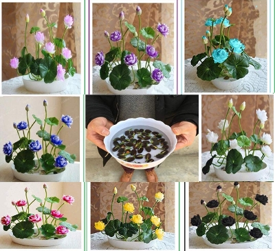 Picture of Japan Exotic Lotus Flower SeedS- 5 Pcs Seeds