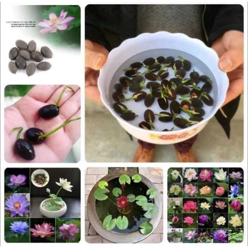 Picture of Mini Bowl Micro Lotus Flower Seeds - 5 Pcs Seeds