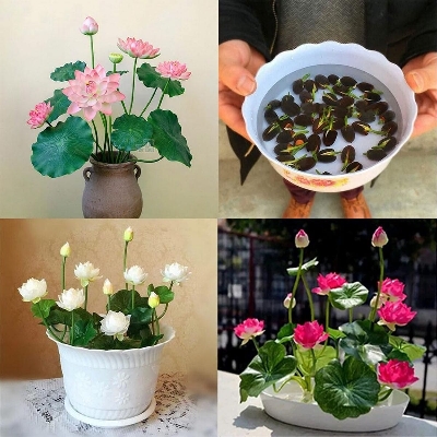 Picture of Mini Bowl Micro Lotus Flower Seeds - 5 Pcs Seeds