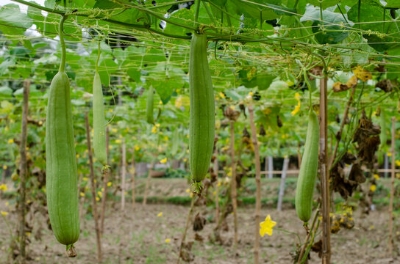 Picture of Deshi Organic Sweet Dhundol Seeds - 15 pcs seeds (Intake Packet)