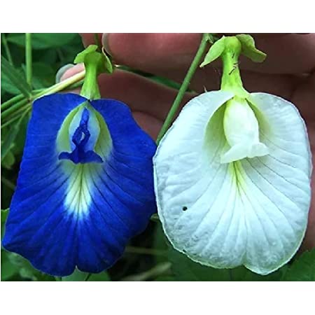 Picture of Four Colour mix Aparajita Flowers seed 10 pcs SeedS