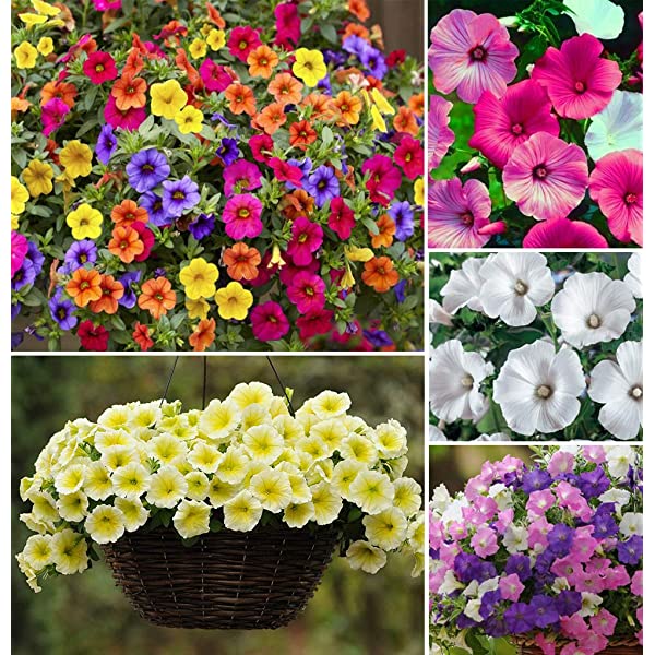 Picture of Global Mix Color Petunia Flower Seeds - 30 Pcs Seeds