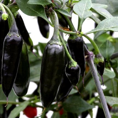 Picture of All Season Natural Spicy Black Chili Seeds 30pcs seeds