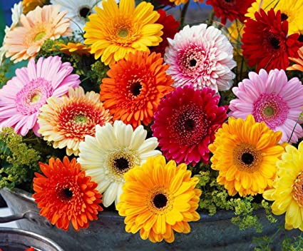 Picture of Global Mix Gerbera Daisy Flower Seeds 20pcs Seeds