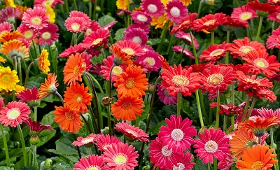 Picture of Global Mix Gerbera Daisy Flower Seeds 20pcs Seeds