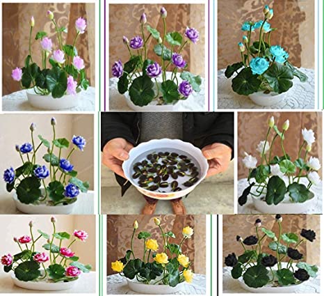 Picture of Global Sholdnut 5 pcs Seeds Dwarf Lotus Flower Mixed Colors Mini Water Lily Flowers