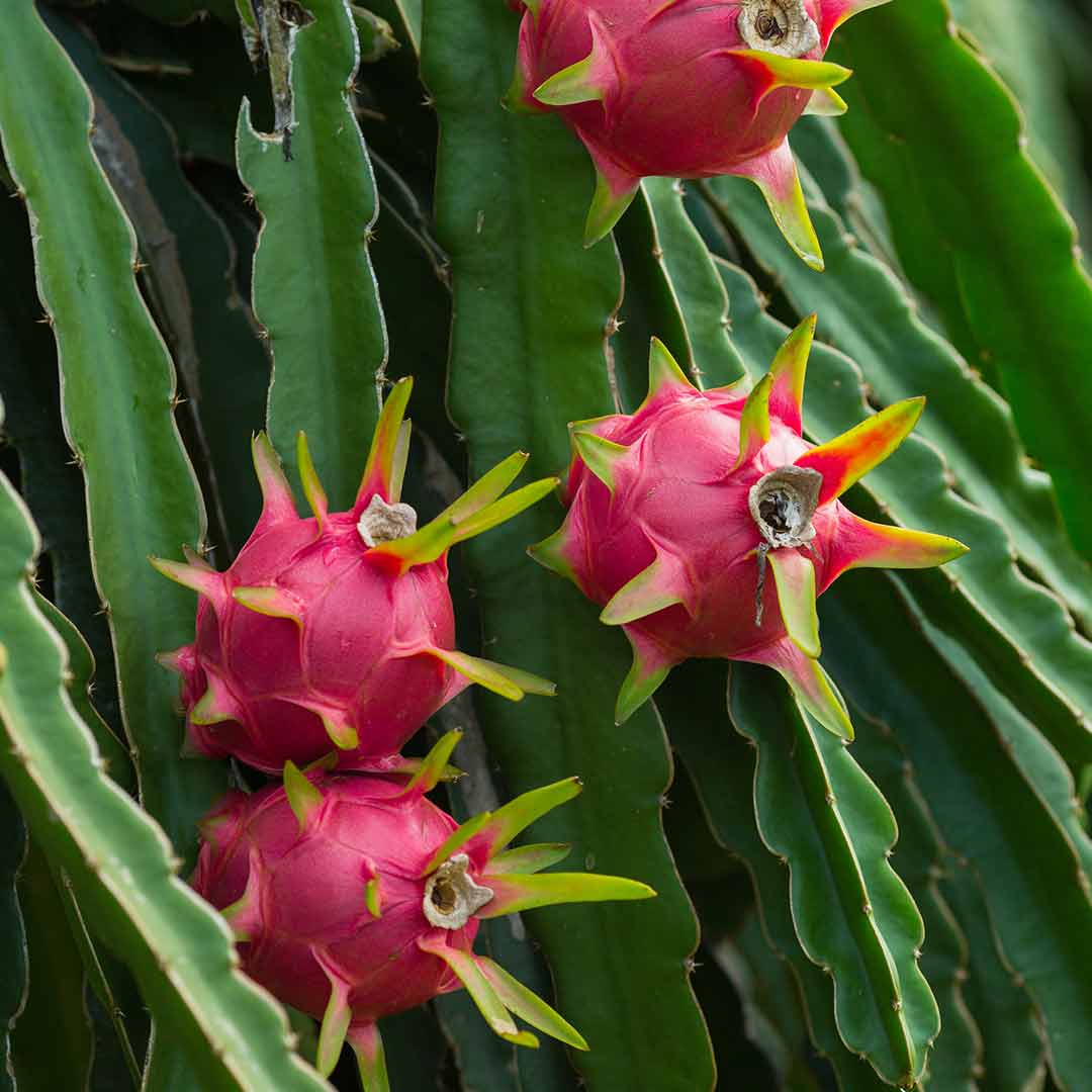 Picture of Giant Dragon Pitaya Fruit Seeds - 20 Pcs Seeds