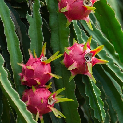 Picture of Giant Dragon Pitaya Fruit Seeds - 20 Pcs Seeds