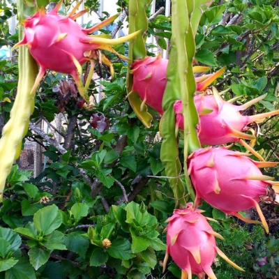 Picture of Giant Dragon Pitaya Fruit Seeds - 20 Pcs Seeds