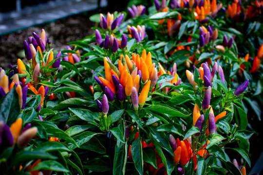 Picture of Organic Ornamental Chilli 30Pcs Seeds