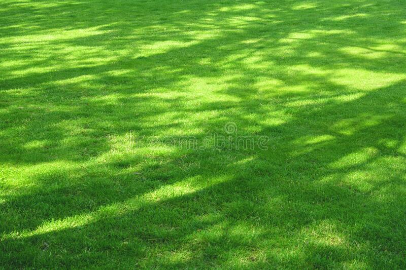 Picture of All Season Global Lawn Green Grass Seeds -200 Pcs Seeds