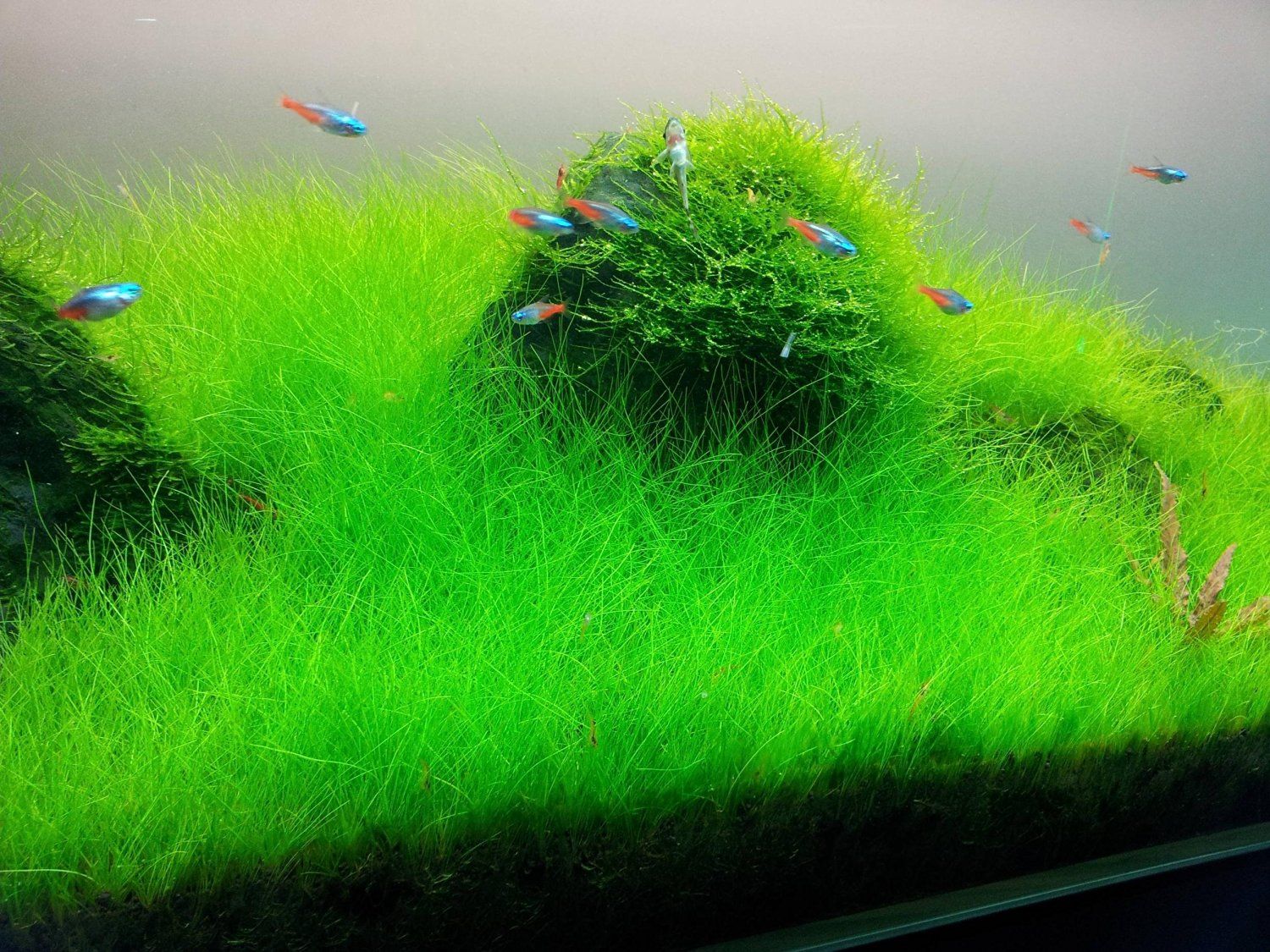 Picture of 300+ Pcs Aquarium Grass seeds - 300+ Seeds