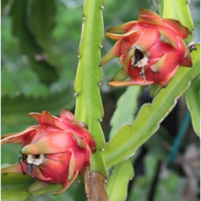Picture of Global Bonsai Pitaya fruit tree plants Seed-25 Pcs seeds