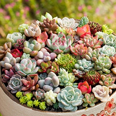 Picture of Global Sedeveria Letizia Cactus Seeds - 20 Pcs Seeds (Imported Seeds)