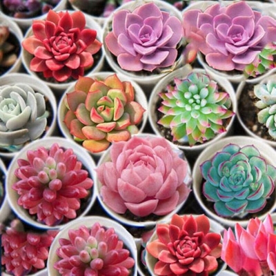 Picture of Global Sedeveria Letizia Cactus Seeds - 20 Pcs Seeds (Imported Seeds)