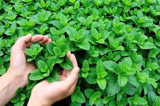 Picture of Global All Season Pudina/Mint Seeds - 30+ Pcs Seeds