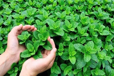 Picture of Global All Season Pudina/Mint Seeds - 30+ Pcs Seeds