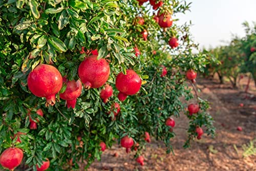 Picture of Bonsai Pomegranate Tree seeds -20 pcs (Global seeds)
