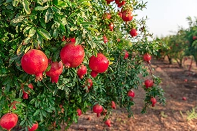 Picture of Bonsai Pomegranate Tree seeds -20 pcs (Global seeds)