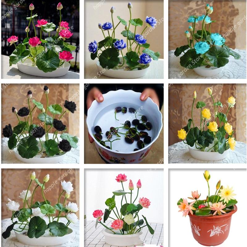 Picture of Global Giant Water Lily Bonsai seeds- 8 Pcs (Lotus) seedS