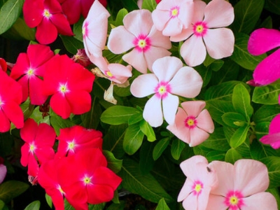 Picture of All Season Mix Colour Noyontata/Vinca Flowe - 20 Pcs SeedS