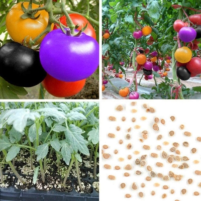 Picture of 30 Pcs Global Colourful Rainbow Tomato Fruit 30pcs Seeds
