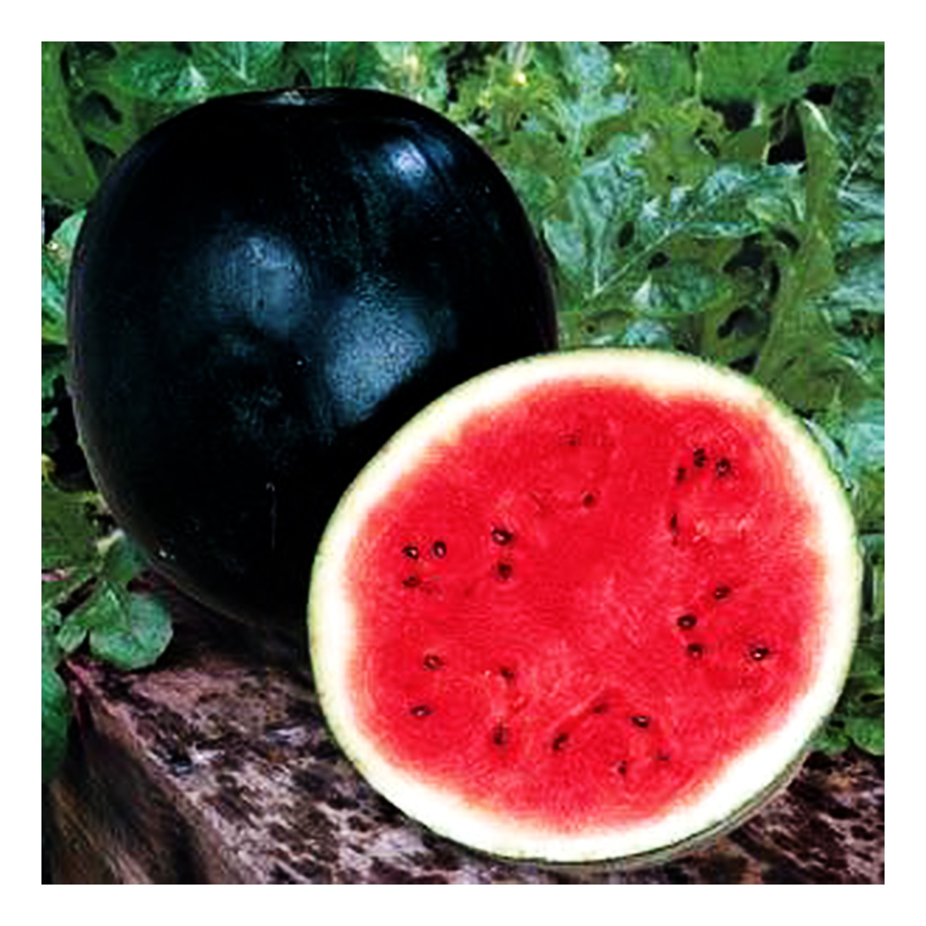 Picture of Organic sweet 10Pcs SUGAR BABY WATERMELON Fruit Seeds