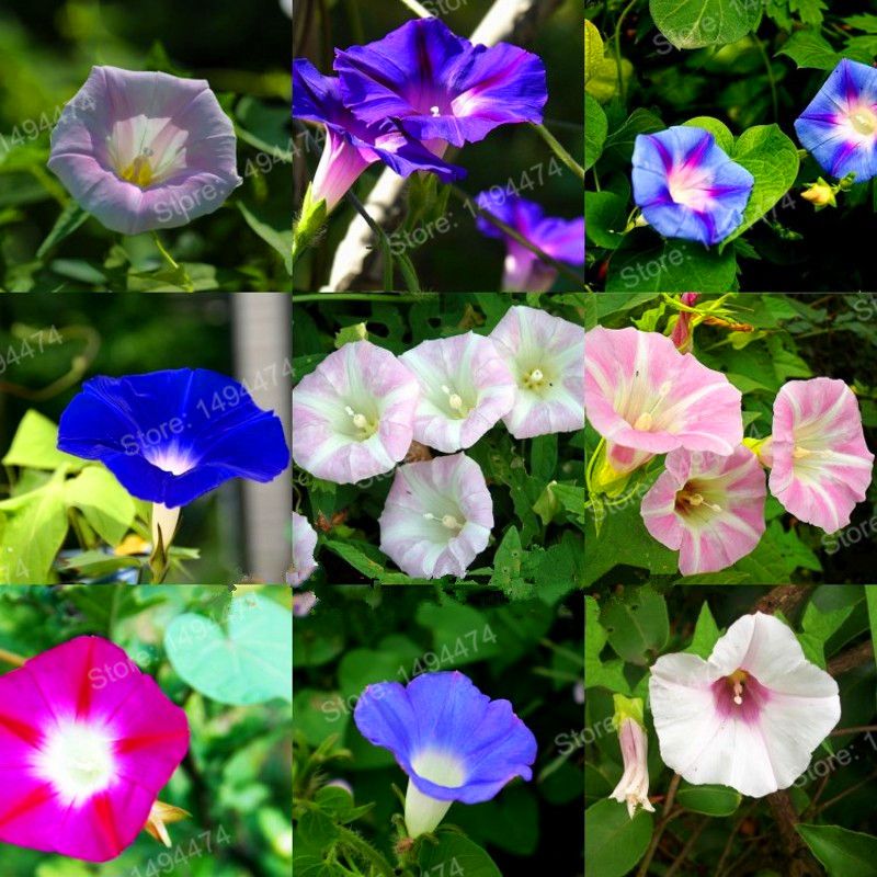 Picture of 15 Pcs seeds Imported Global Morning Glory Flower seeds