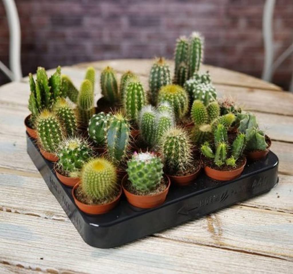 Picture of Global Rare Mix Cactus Plants Bonsai Tree Seeds - 20 Pcs Seeds