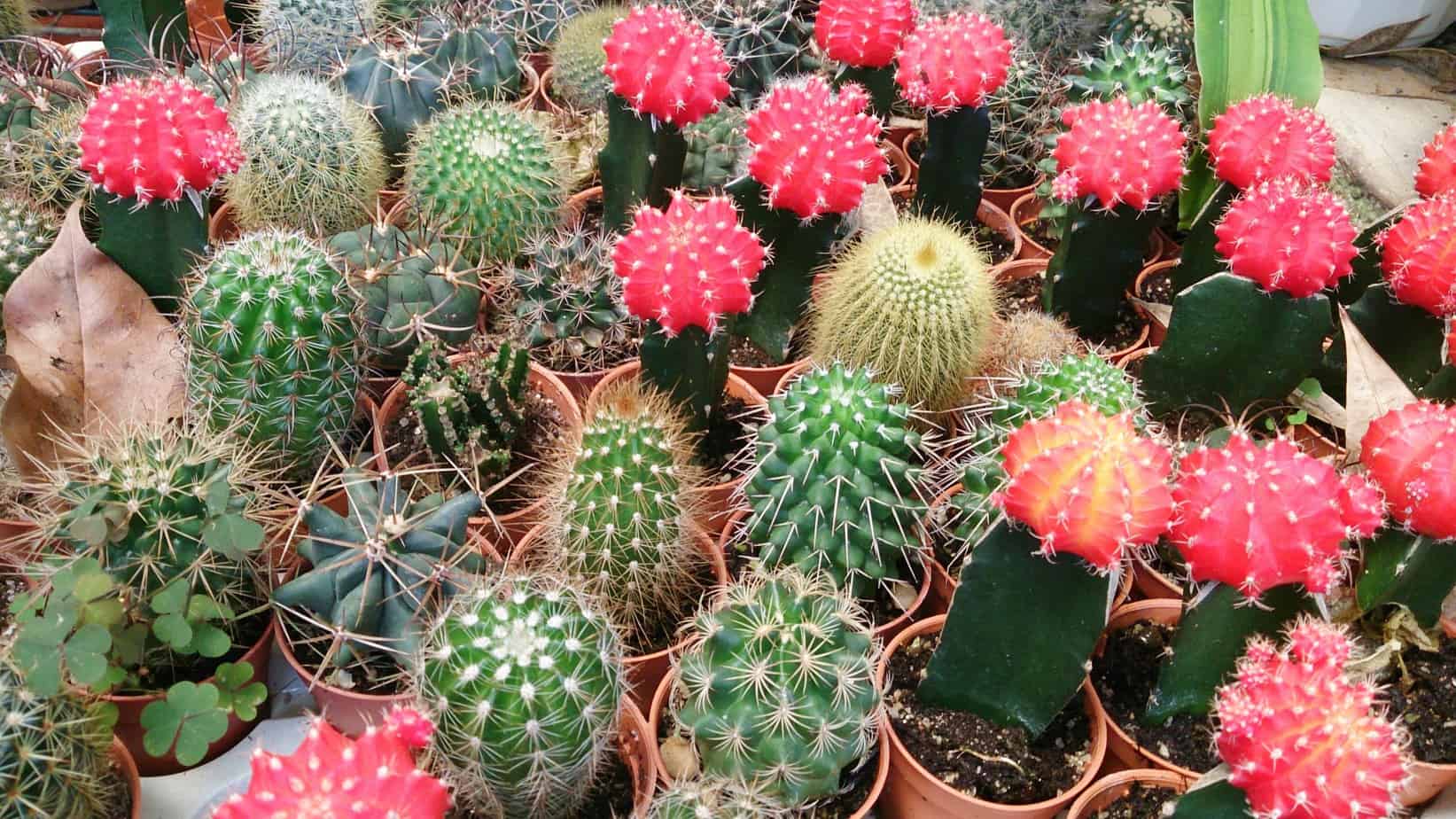 Picture of Global Rare Mix Cactus Plants Bonsai Tree Seeds - 20 Pcs Seeds
