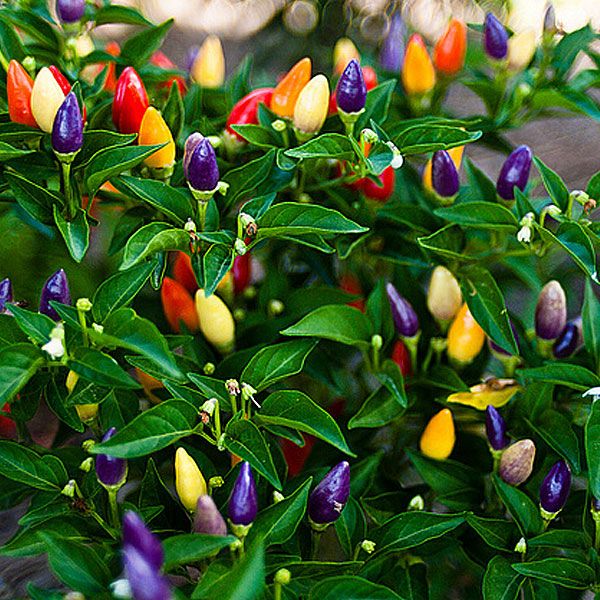 Picture of All Season Global Ornamental Chili Seeds - 25 Pcs Seeds