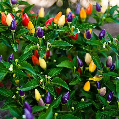 Picture of All Season Global Ornamental Chili Seeds - 25 Pcs Seeds