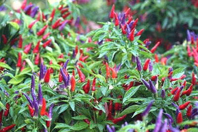 Picture of All Season Global Ornamental Chili Seeds - 25 Pcs Seeds