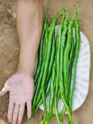 Picture of Organic Sweet Long china Chilli 30 pcs seeds