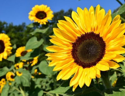Picture of All Season Sunflower Seeds  20 Pcs Seeds