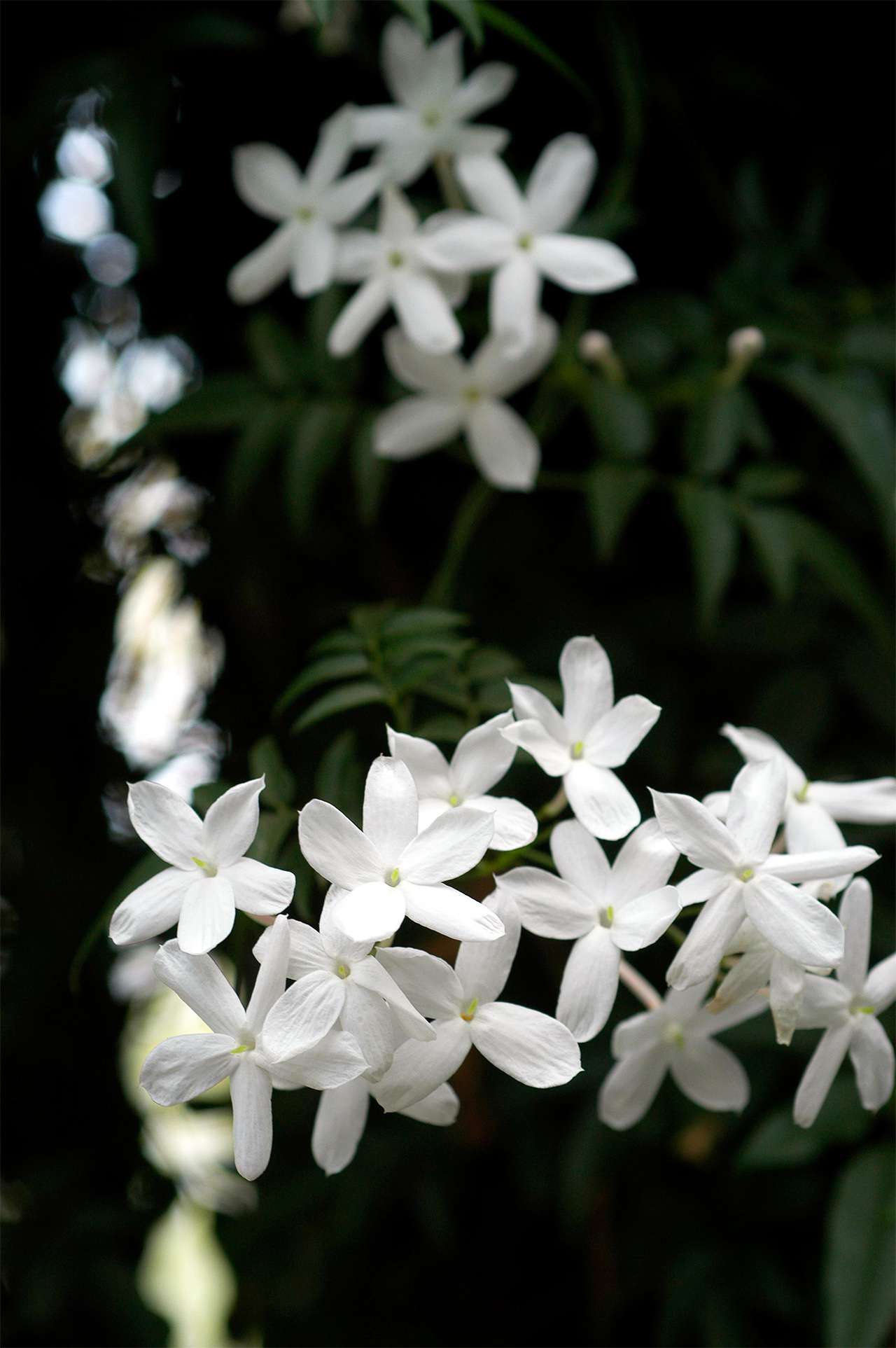 Picture of Global Dwarf 20 Pcs Natural Gardenia Bulbs Jasmine Flower Seeds