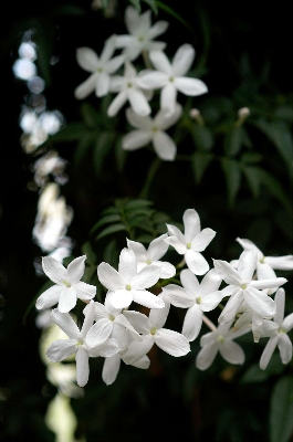 Picture of Global Dwarf 20 Pcs Natural Gardenia Bulbs Jasmine Flower Seeds